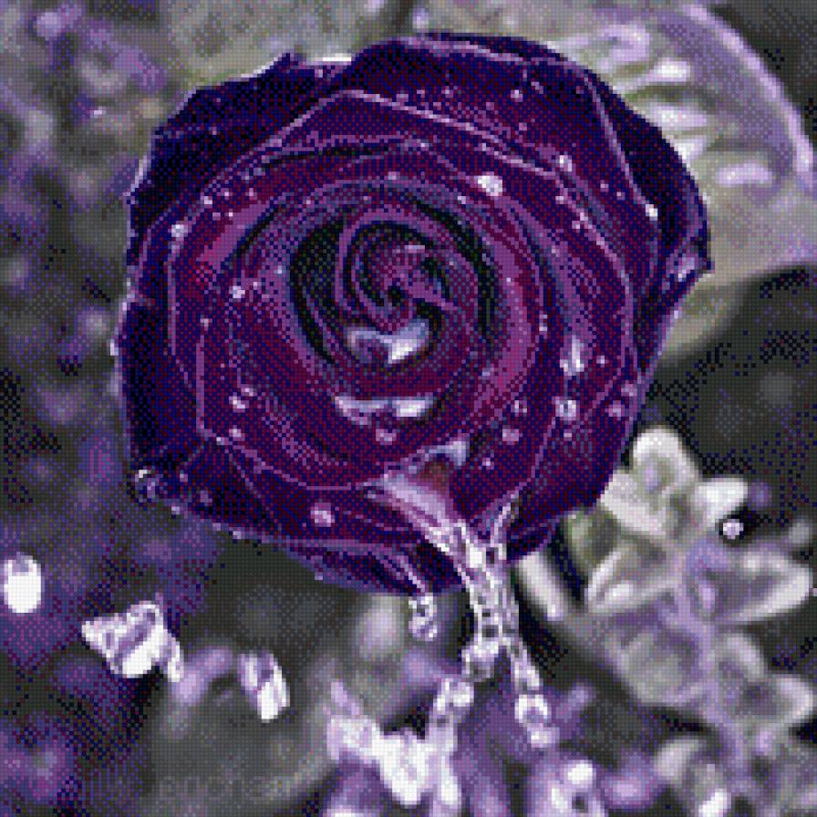 Фиолет - роза, цветы - предпросмотр