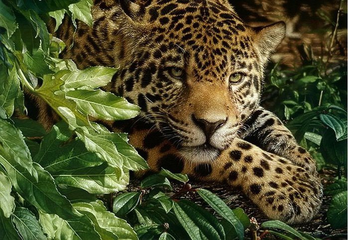 Леопард - большая кошка, тигр, леопард. животные - оригинал