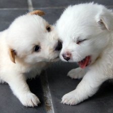 Схема вышивки «забавные кутята»