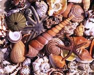 ракушки - прибой, пляж, ракушки, море, лето - оригинал
