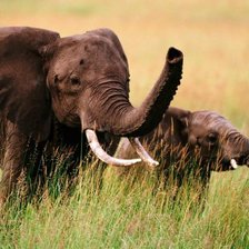 Схема вышивки «слоники»