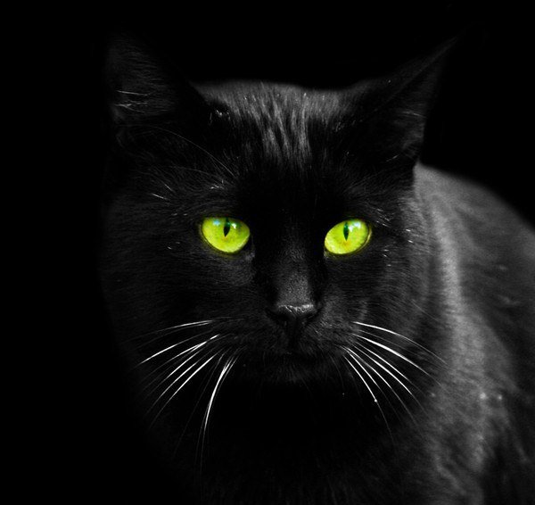Кошка черная - оригинал