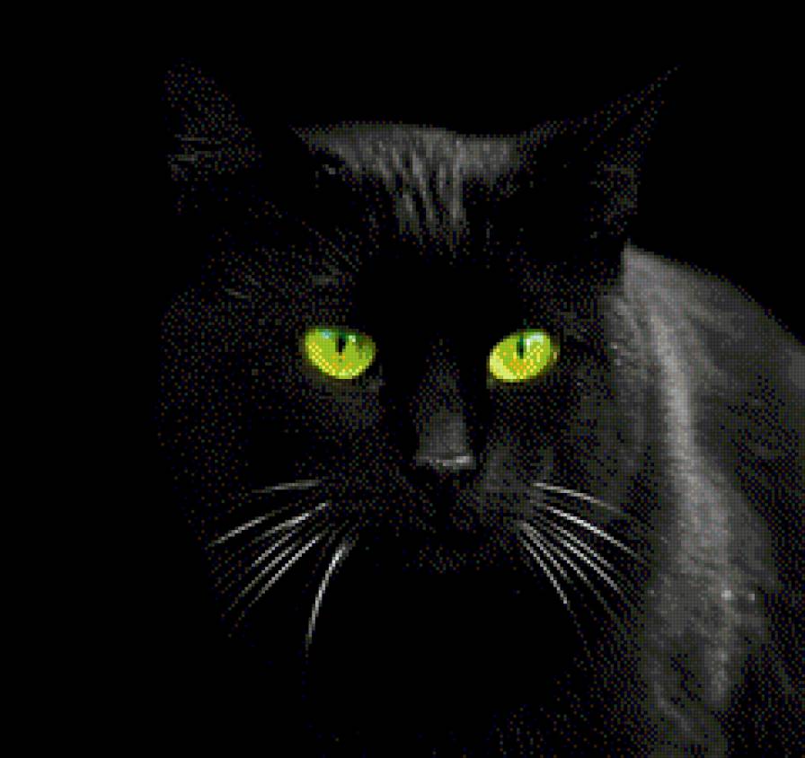 Черные кошки 10. Черные коты. Чёрный кот с зелёными глазами. Черная кошка с зелеными глазами. Красивый черный кот.