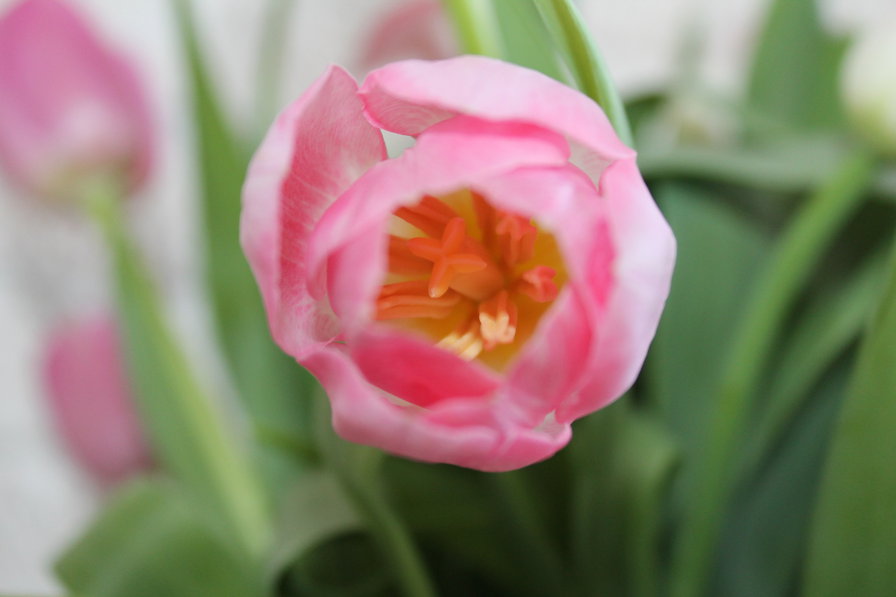 8 марта - тюльпан, мамы, для - оригинал