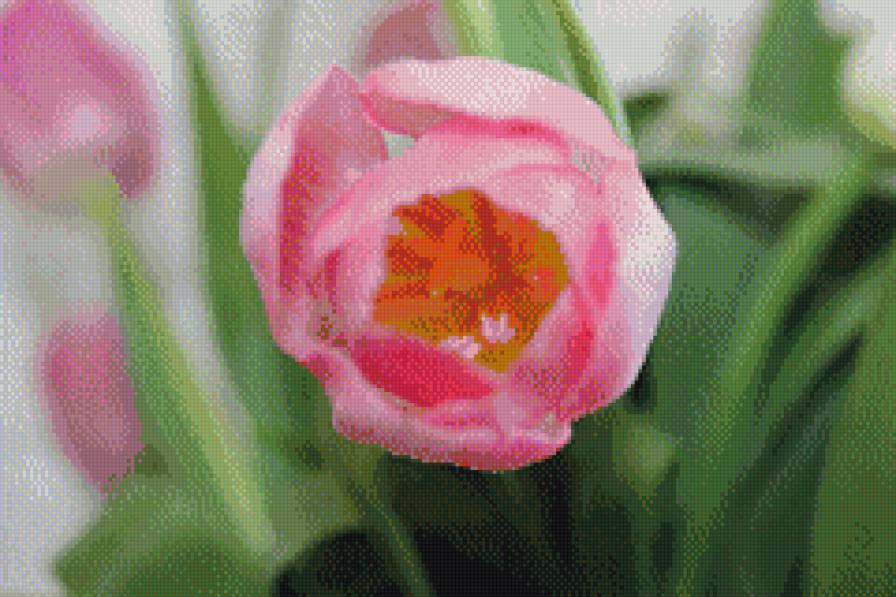 8 марта - для, тюльпан, мамы - предпросмотр