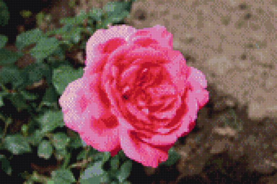 Роза в саду - сад, роза, цветы - предпросмотр