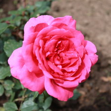 Схема вышивки «Роза в саду»