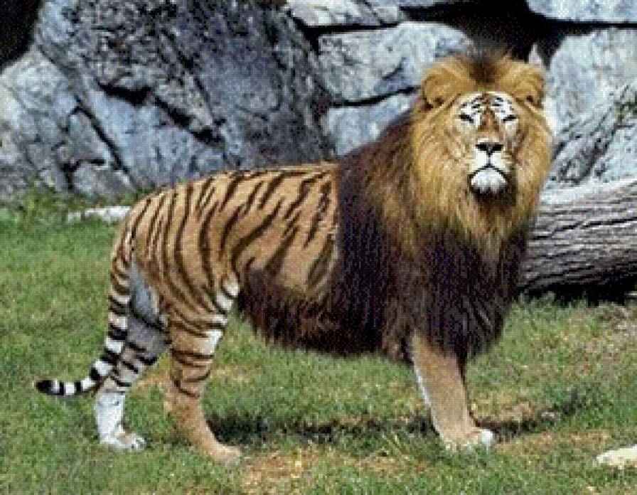 Лигр - тигр, лев, животные, лигр - предпросмотр