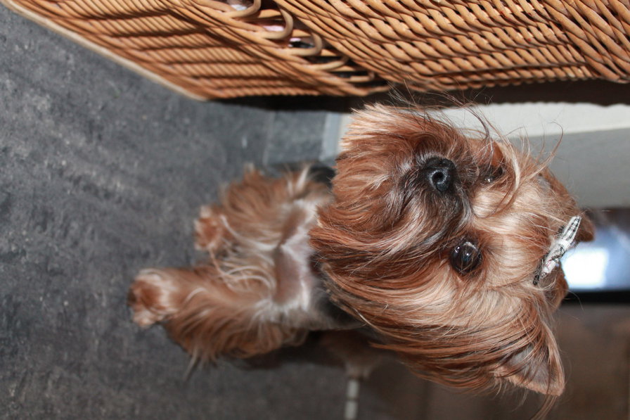 Милая Боня - собака, питомцы - оригинал