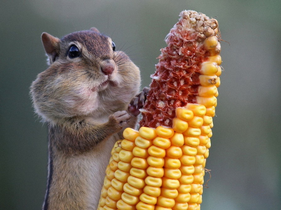 голодос - хомяк, животные - оригинал