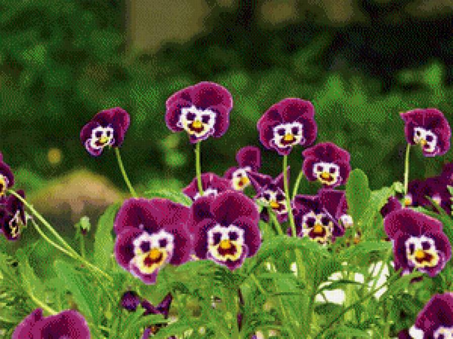 Анютины глазки - цветы - предпросмотр