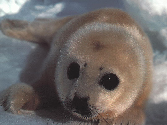 Маленький тюлень - тюлень, лед., снег - оригинал