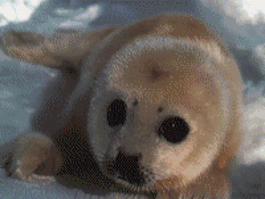 Маленький тюлень - тюлень, лед., снег - предпросмотр