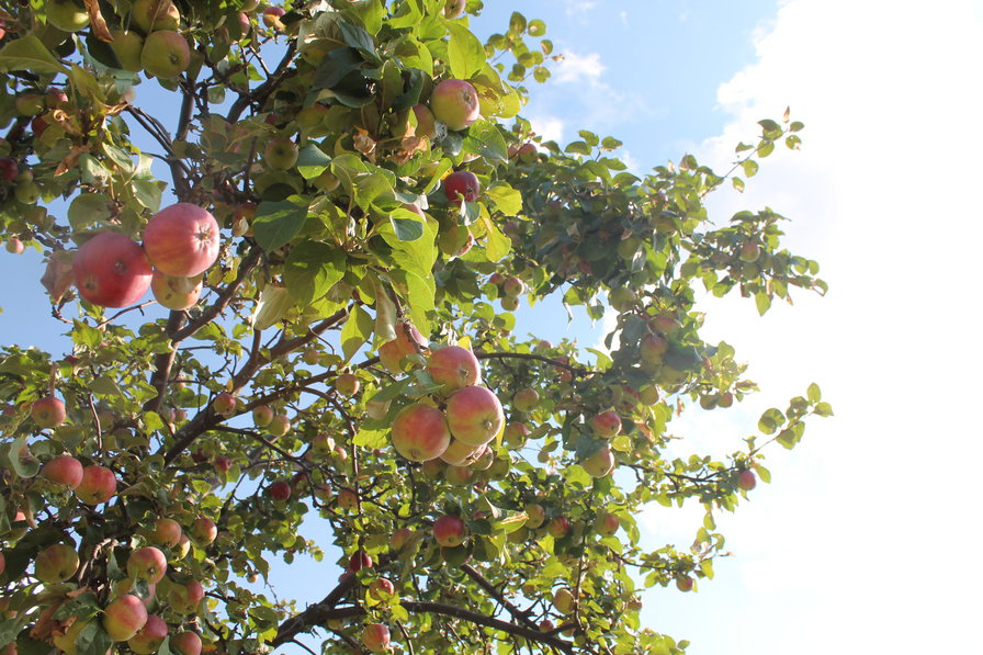 Яблоня ! - сад, лето, яблоки, яблоня - оригинал