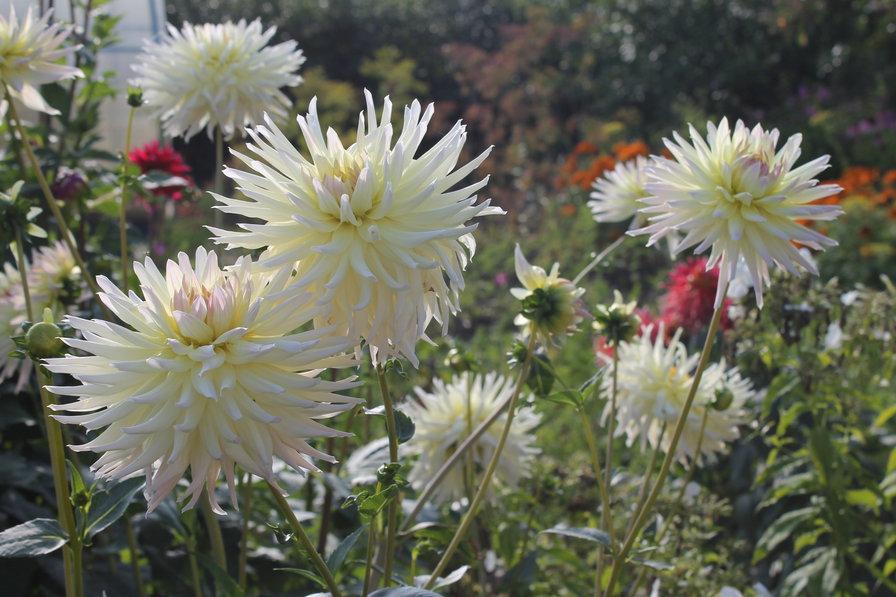 Букет на грядке ! - цветы, лето - оригинал