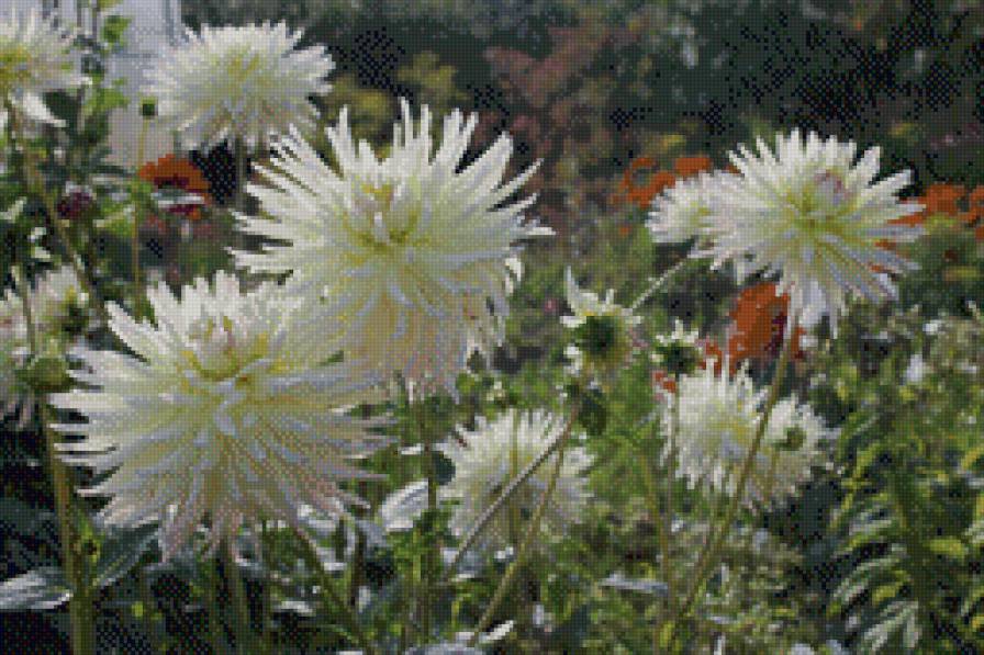 Букет на грядке ! - лето, цветы - предпросмотр