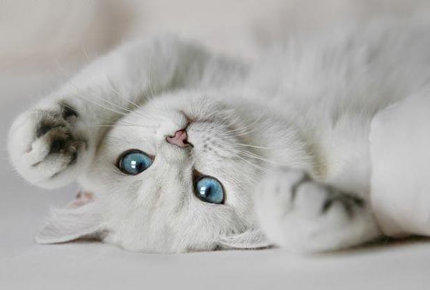 белая кошка - кашка, белоснежка - оригинал