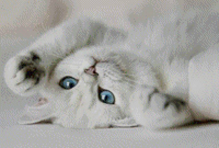 белая кошка - кашка, белоснежка - предпросмотр