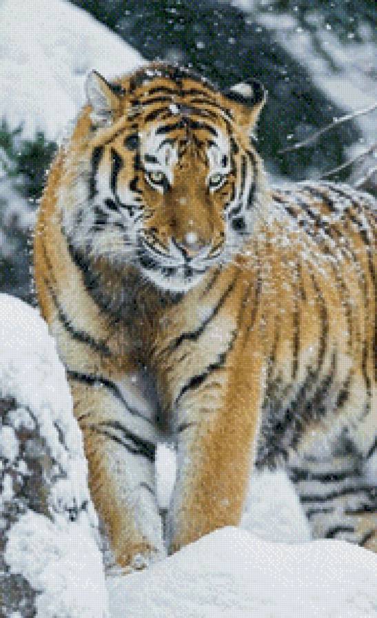 тигр - предпросмотр