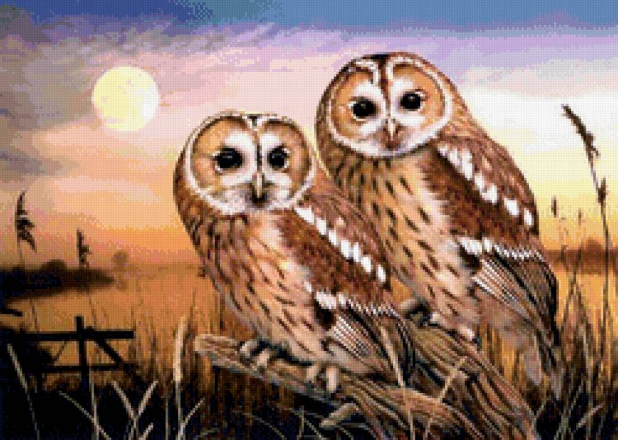 совы - совы - предпросмотр