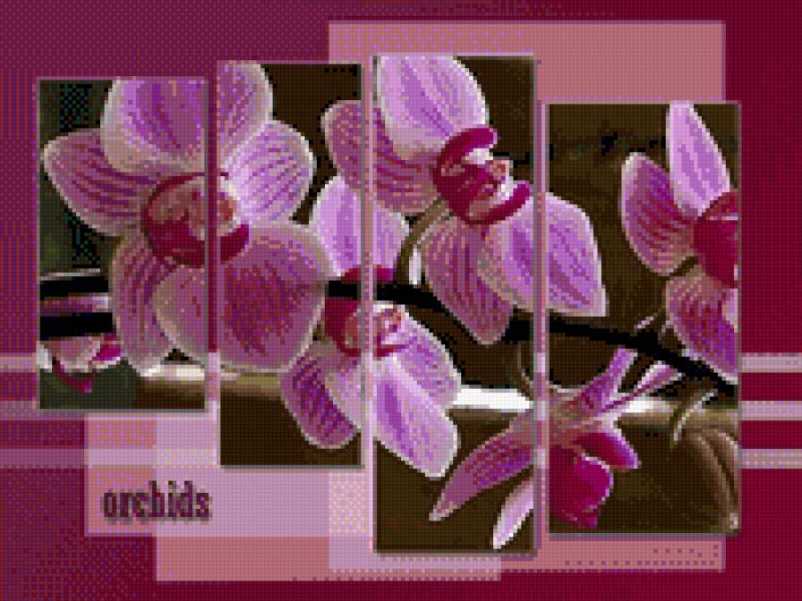 орхидеи - орхидеи, триптих, цветы - предпросмотр