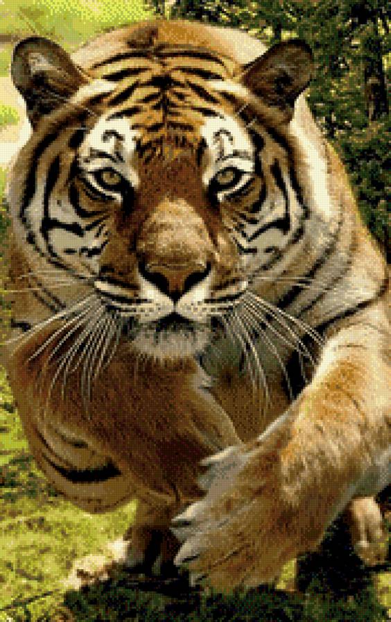 Прыжок тигра. - мощь, хищник, тигр - предпросмотр