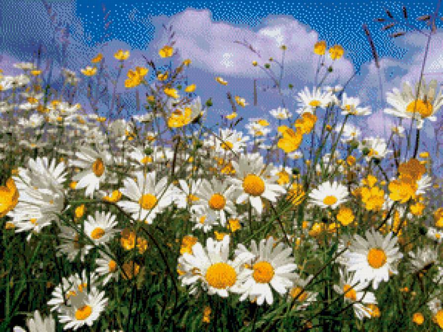 Ромашковое поле. - радость, лето, поле, ромашки - предпросмотр