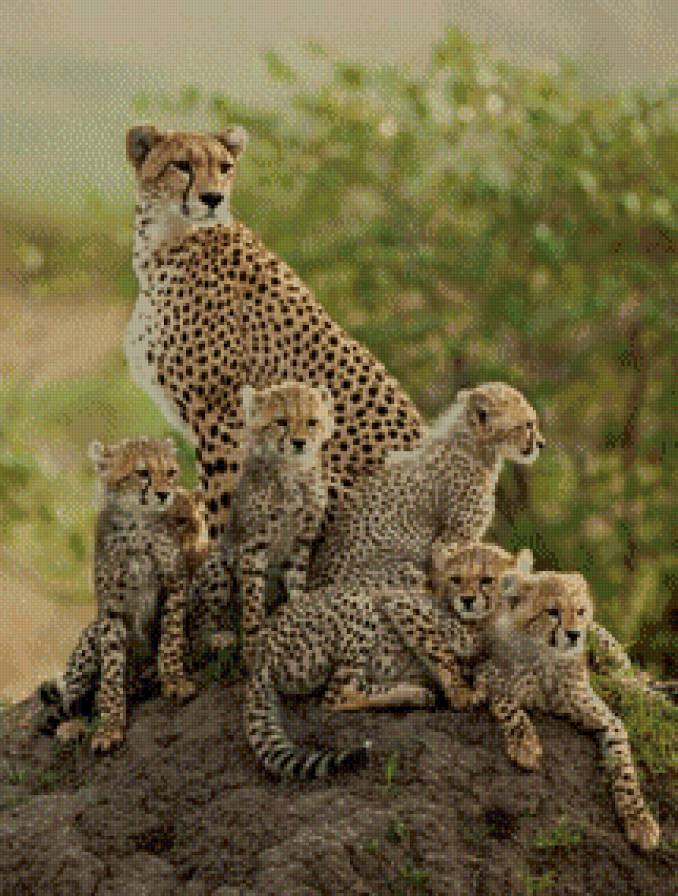 Семейство гепардов. - гепарды, саванна, семья - предпросмотр