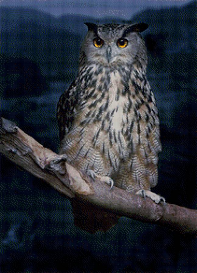 Ночная сова. Интерьер. - сова, ночь, мощь, интерьер - предпросмотр