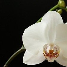 триптих орхидея часть1