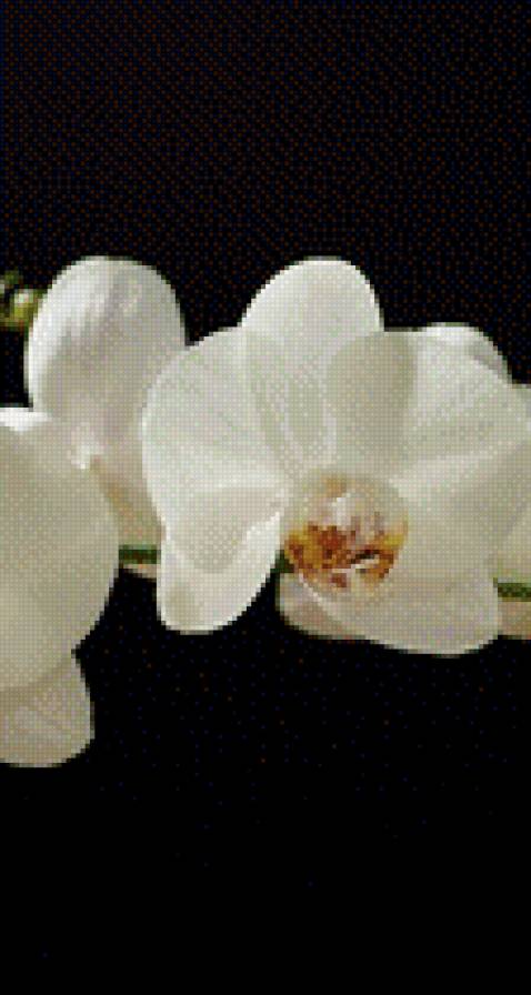 триптих орхидея часть2 - орхидея - предпросмотр