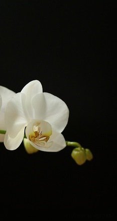 триптих орхидея часть3 - орхидея - оригинал