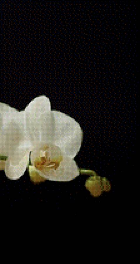 триптих орхидея часть3 - орхидея - предпросмотр