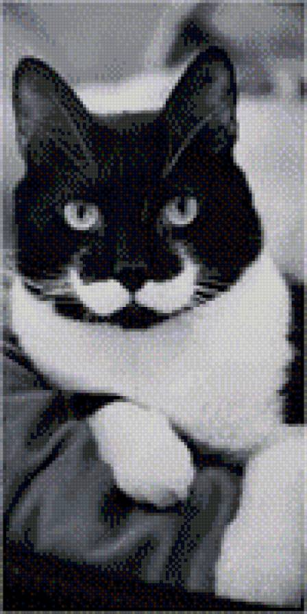 кот - пушистый, друг - предпросмотр