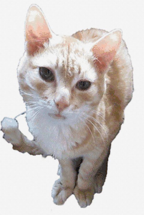 Любимый кот - кот - предпросмотр