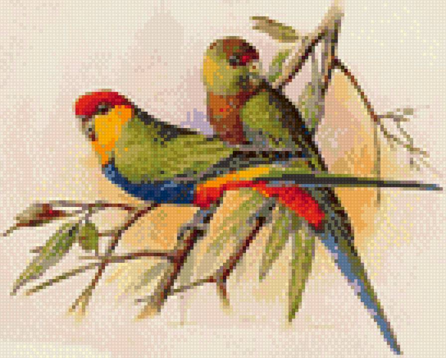 попугаи - предпросмотр