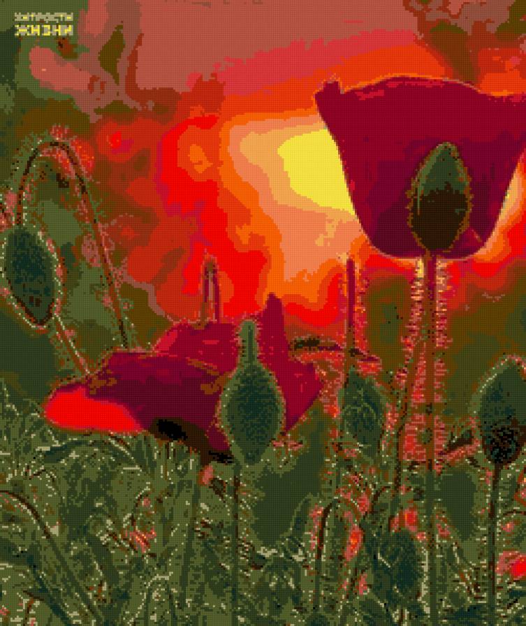 Маки - маки, цветы - предпросмотр