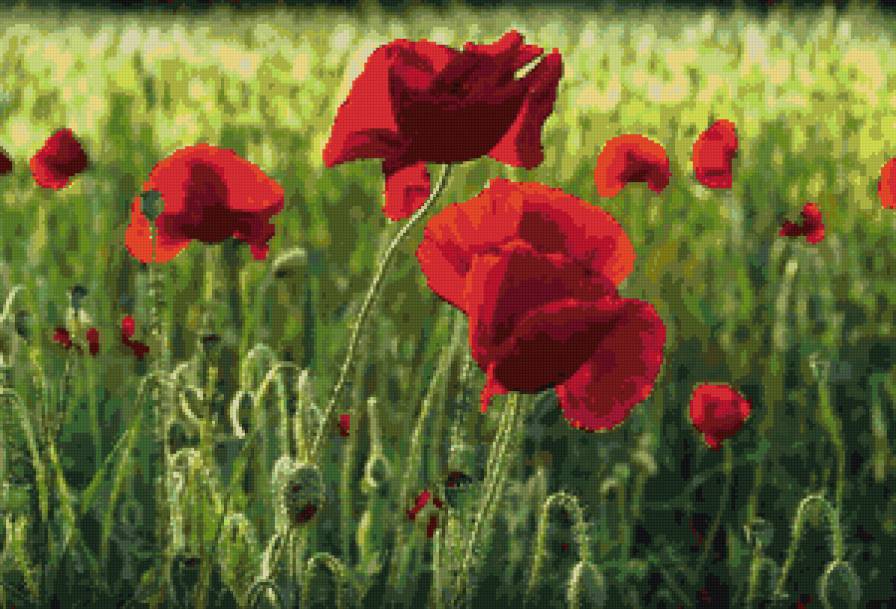 Маки - цветы, маки - предпросмотр