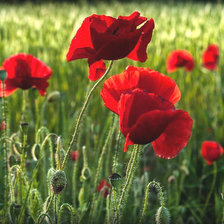 Схема вышивки «Маки»