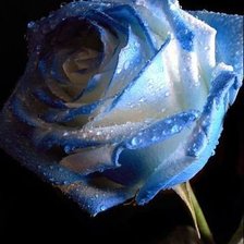 Синяя роза