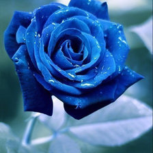 Оригинал схемы вышивки «Синяя роза» (№880133)