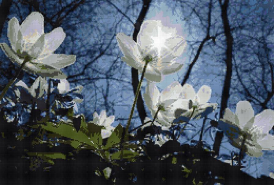 Весенние цветы - весенние цветы - предпросмотр