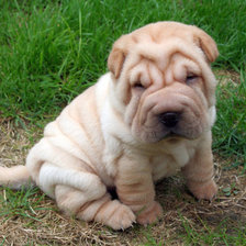 Схема вышивки «собака»