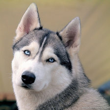 Схема вышивки «собака»