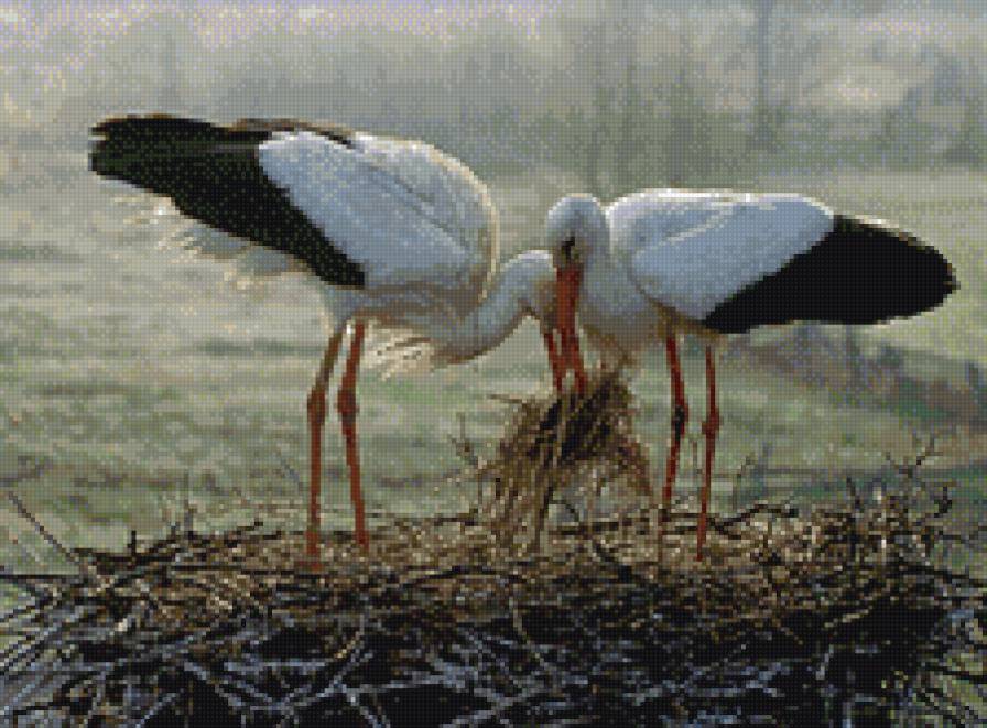 Аисты вьют гнездо - аист - предпросмотр