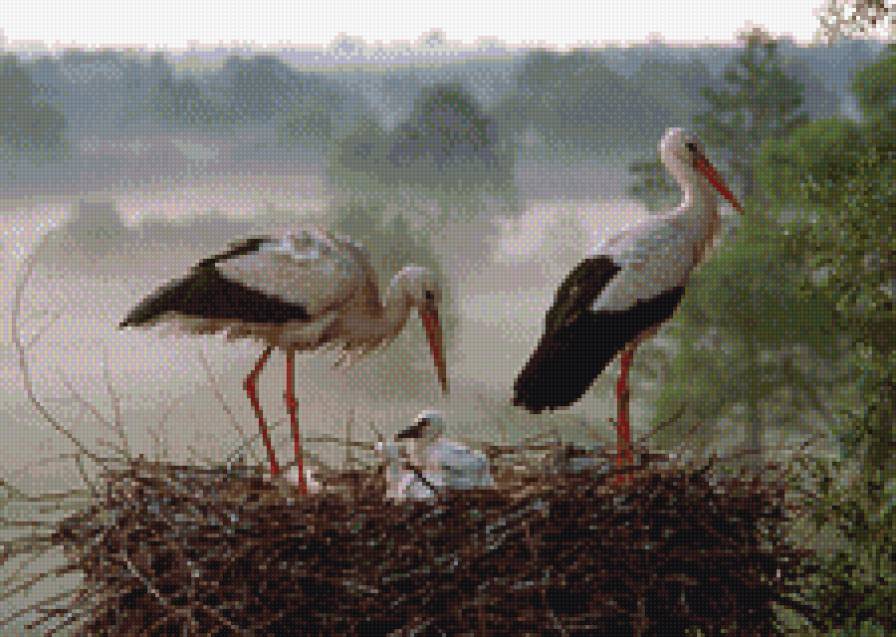 Аисты в гнезде - аист - предпросмотр