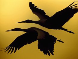 Аисты - аист - оригинал