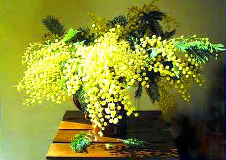 Мимоза - цветы, весна - оригинал