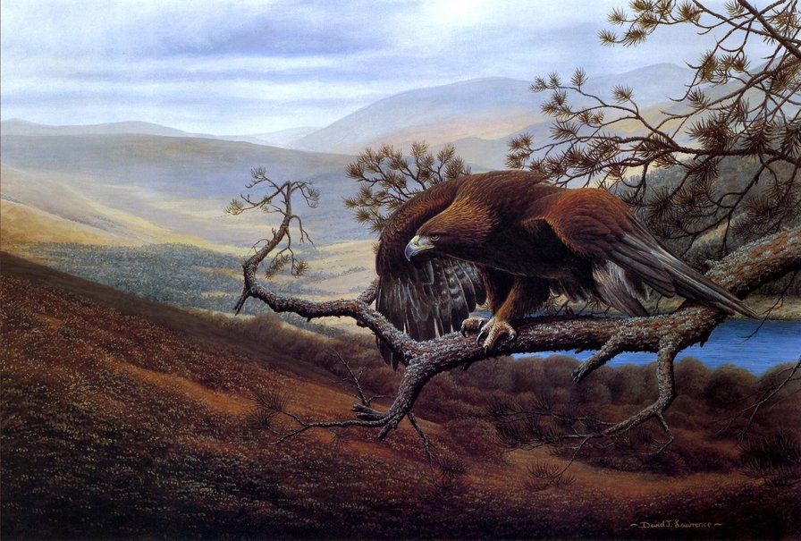 горный орёл - орел, животные, хищник, птица, горы - оригинал