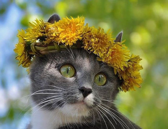 котик с венком - животные, кот - оригинал